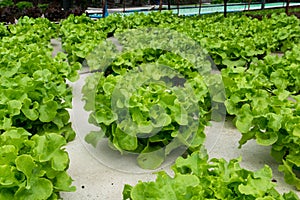 Hydroponic vegetables growing in greenhouse