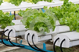 Hydroponic vegetables growing in greenhouse