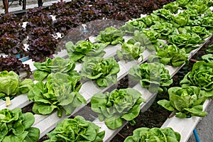 Hydroponic vegetables growing in greenhouse