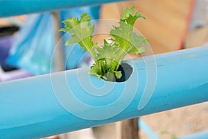 Hydroponic vegetables growing in Pvc pipe