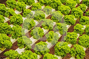 Hydroponic vegetables salad farm. Hydroponics method of growing