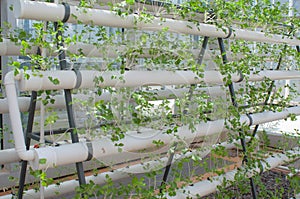 Hydroponic vegetables