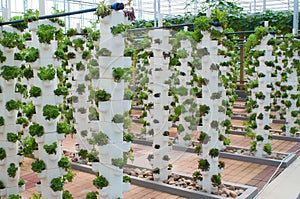 Hydroponic vegetables photo