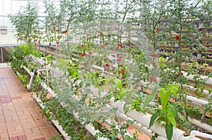 Hydroponic vegetables