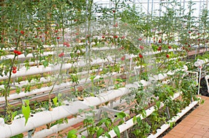 Hydroponic vegetables