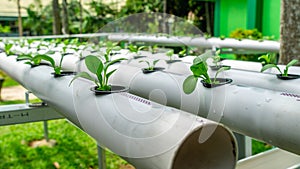 Hydroponic vegetables system.