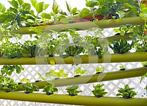 Hydroponic Vertical Earth Garden