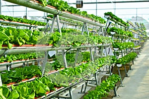 Hydroponic vertical farming systems