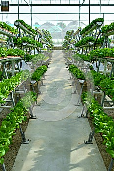 Hydroponic vertical farming systems