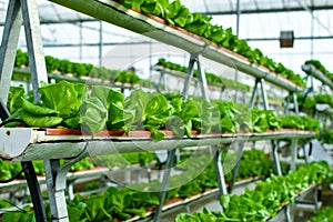 Hydroponic vertical farming systems