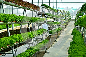 Hydroponic vertical farming systems