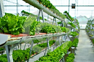 Hydroponic vertical farming systems