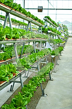 Hydroponic vertical farming systems