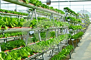 Hydroponic vertical farming systems photo