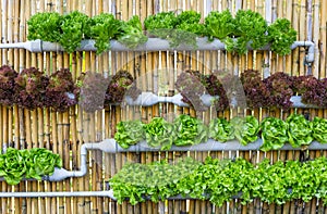 Hydroponic Vertical Gardening