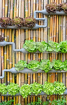 Hydroponic Vertical Gardening