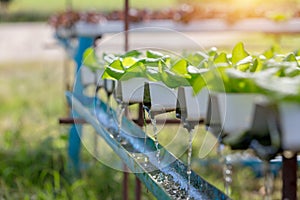 Hydroponic water system in the greenhouse for green oak vegetable photo
