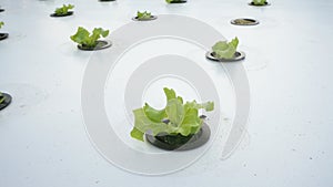 Hydroponic Wonders: Seedlings Unveil Promise Two Days After Planting