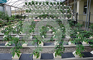 Hydroponics