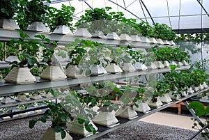 Hydroponics photo