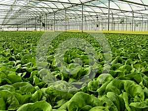 Hydroponics photo