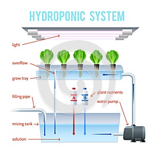 Hydroponics Colored Infographic
