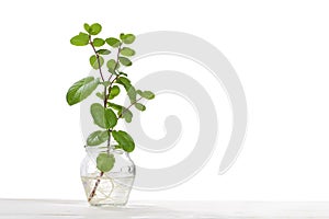 Hydroponics culture od mint plant