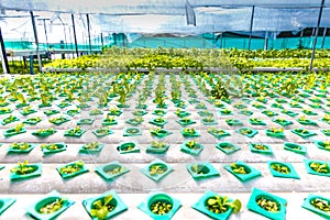 Hydroponics Farm