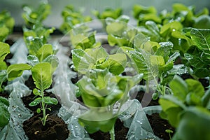 Hydroponics farm yields fresh, organic green vegetables, sustainable agriculture