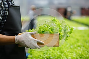 Hydroponics fresh vegetables in wooden box. man farmers holding wood basket with fresh vegetables in greenhouse farm