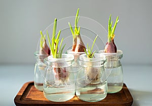 hydroponics green onions in glass bottle. water planting vegetable.