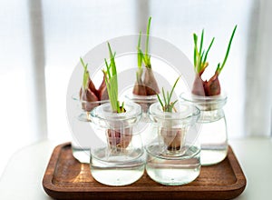 hydroponics green onions in glass bottle. water planting vegetable.