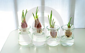 hydroponics green onions in glass bottle. water planting vegetable.