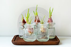 hydroponics green onions in glass bottle. water planting vegetable.