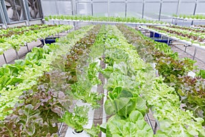 Hydroponics greenhouse. Organic green vegetables salad in hydroponics farm for health, food and agriculture concept design.