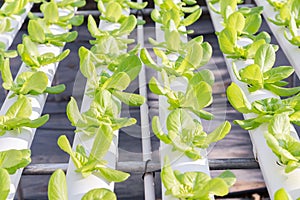 Hydroponics greenhouse. Organic green vegetables salad in hydroponics farm.