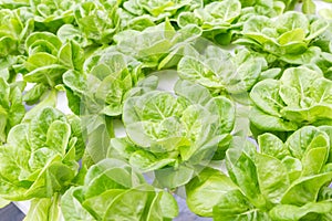 Hydroponics greenhouse. Organic green vegetables salad in hydroponics farm.