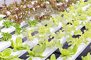 Hydroponics greenhouse. Organic green vegetables salad in hydroponics farm.