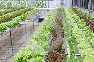 Hydroponics greenhouse. Organic green vegetables salad in hydroponics farm.