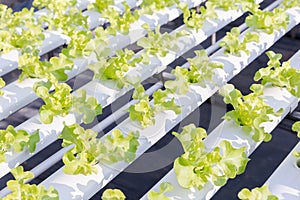 Hydroponics greenhouse. Organic green vegetables salad in hydroponics farm.