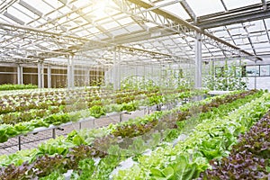 Hydroponics greenhouse. Organic green vegetables salad in hydroponics farm for health, food and agriculture concept design.