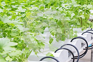 Hydroponics greenhouse. Organic green vegetables salad in hydroponics farm for health, food and agriculture concept design.