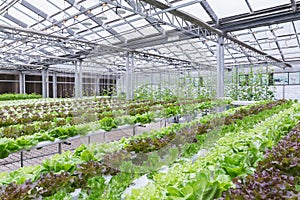 Hydroponics greenhouse. Organic green vegetables salad in hydroponics farm for health, food and agriculture concept design.