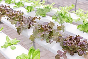 Hydroponics greenhouse. Organic green vegetables salad in hydroponics farm for health, food and agriculture concept design.