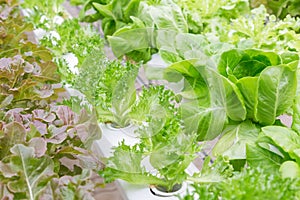 Hydroponics greenhouse. Organic green vegetables salad in hydroponics farm for health, food and agriculture concept design.