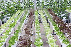 Hydroponics greenhouse. Organic green vegetables salad in hydroponics farm for health, food and agriculture concept design.