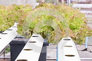 Hydroponics greenhouse. Organic green vegetables salad in hydroponics farm for health, food and agriculture concept design.