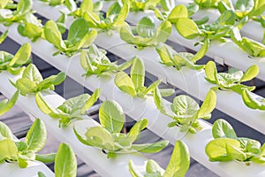 Hydroponics greenhouse. Organic vegetables salad in hydroponics farm for health, food and agriculture concept design.