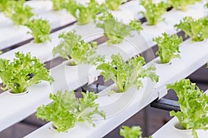 Hydroponics greenhouse. Organic vegetables salad in hydroponics farm for health, food and agriculture concept design.