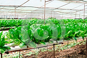 Hydroponics grown vegetables with brilliant green harvest live in soilless hydroponics vegetable farm. Use the water in a sunny